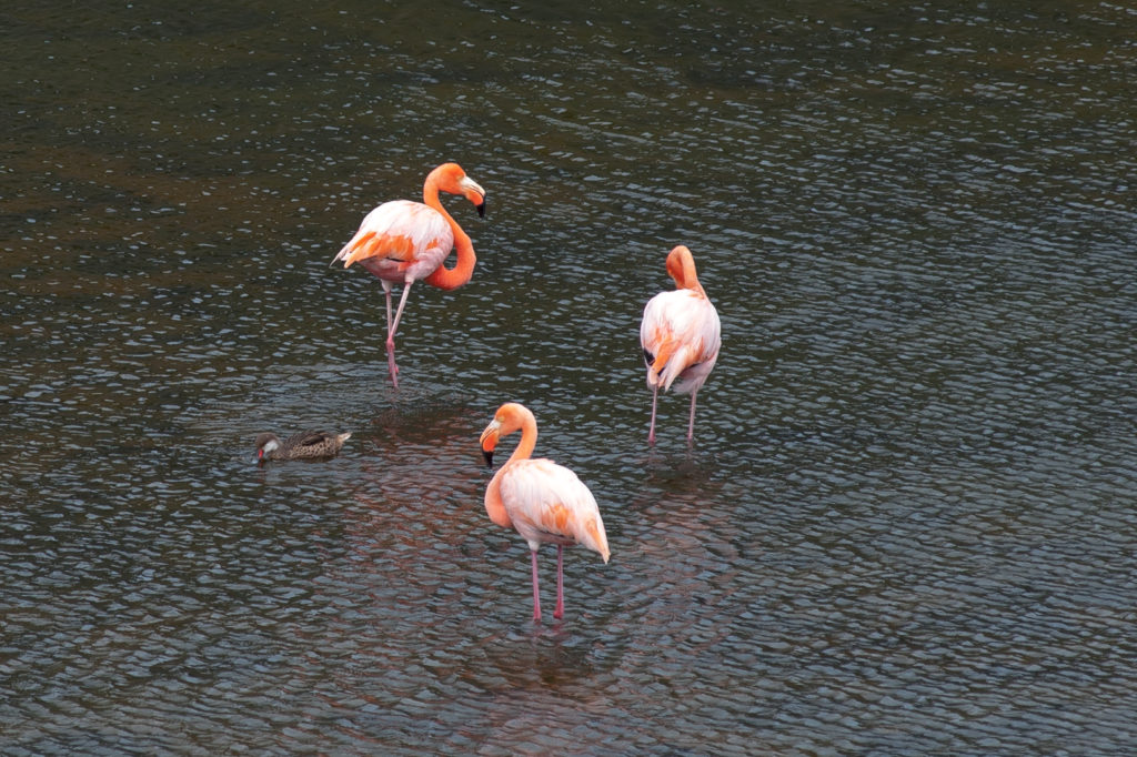 Flamingos-1024x682 Flamingos-1024x682