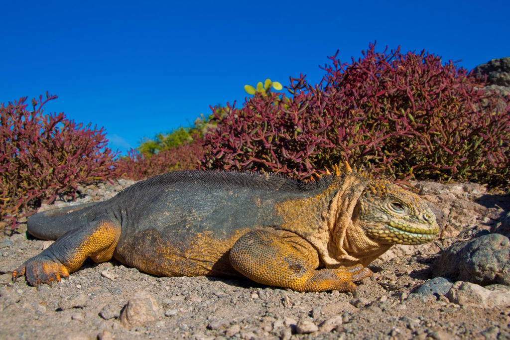 GPS-Land-Iguana-2-1024x683 GPS-Land-Iguana-2-1024x683