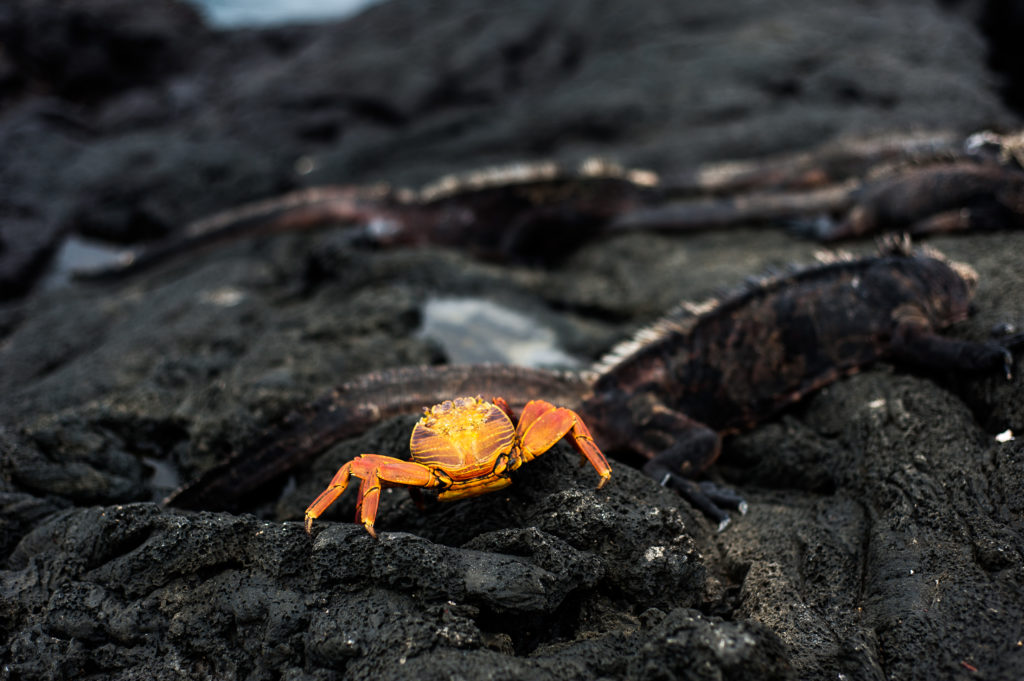 Galapagos-Red-Crab-1024x681 Galapagos-Red-Crab-1024x681