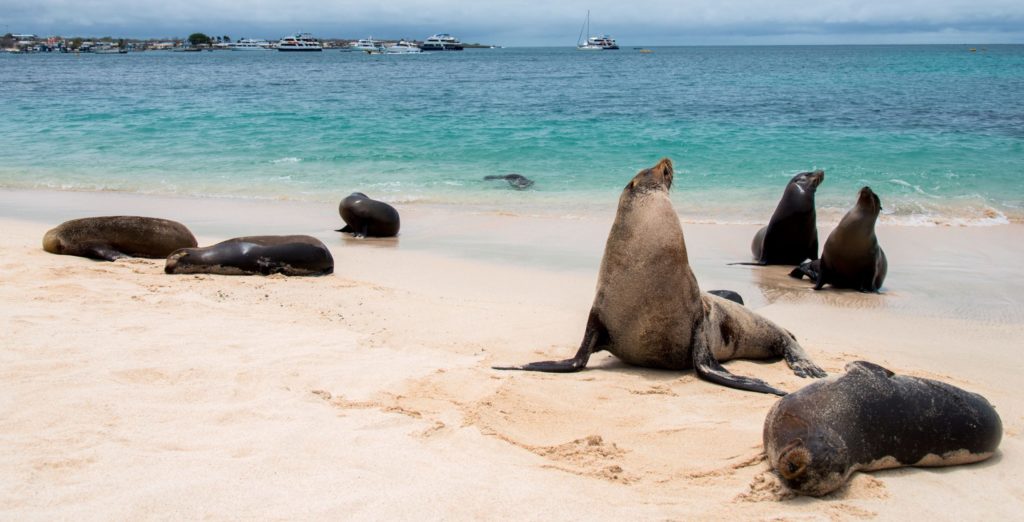 Sea-lions-San-Cristobal-scaled-e1587561997241-1024x522 Sea-lions-San-Cristobal-scaled-e1587561997241-1024x522