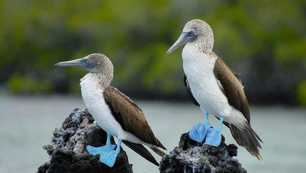 iStock-510168512-e1585828087630-1024x580