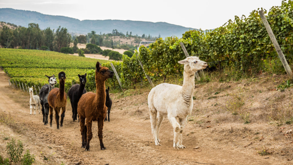 Matetic-Viñas-397-1024x576 Matetic-Viñas-397-1024x576